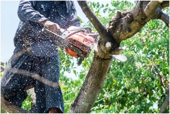 tree services Lenape Heights